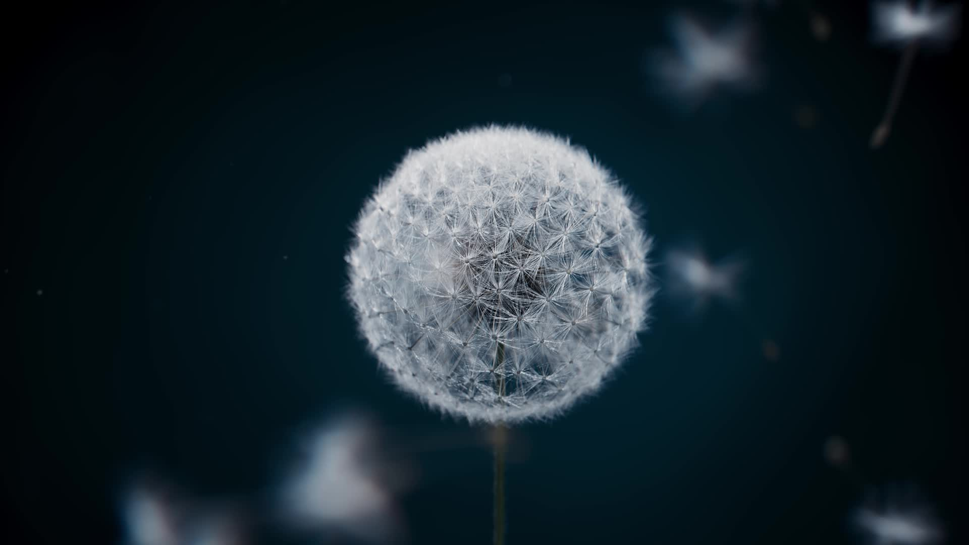 Dandelion