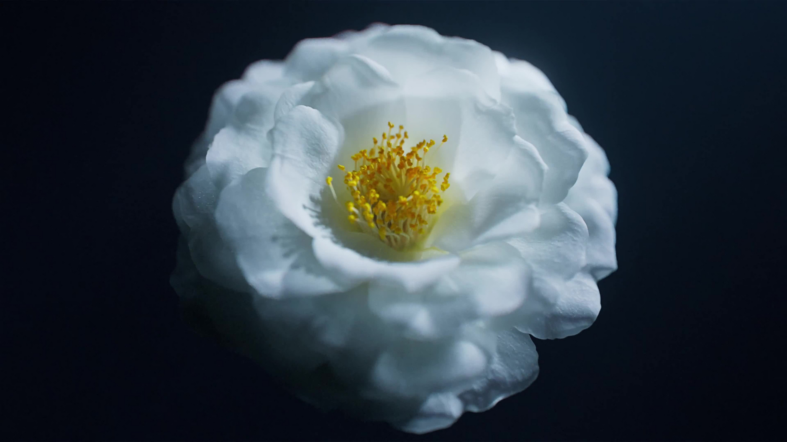 Shiseido